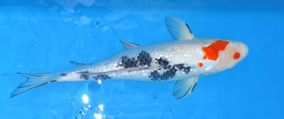 SPS, Simple Pond Solutions - Koi Carp for Sale